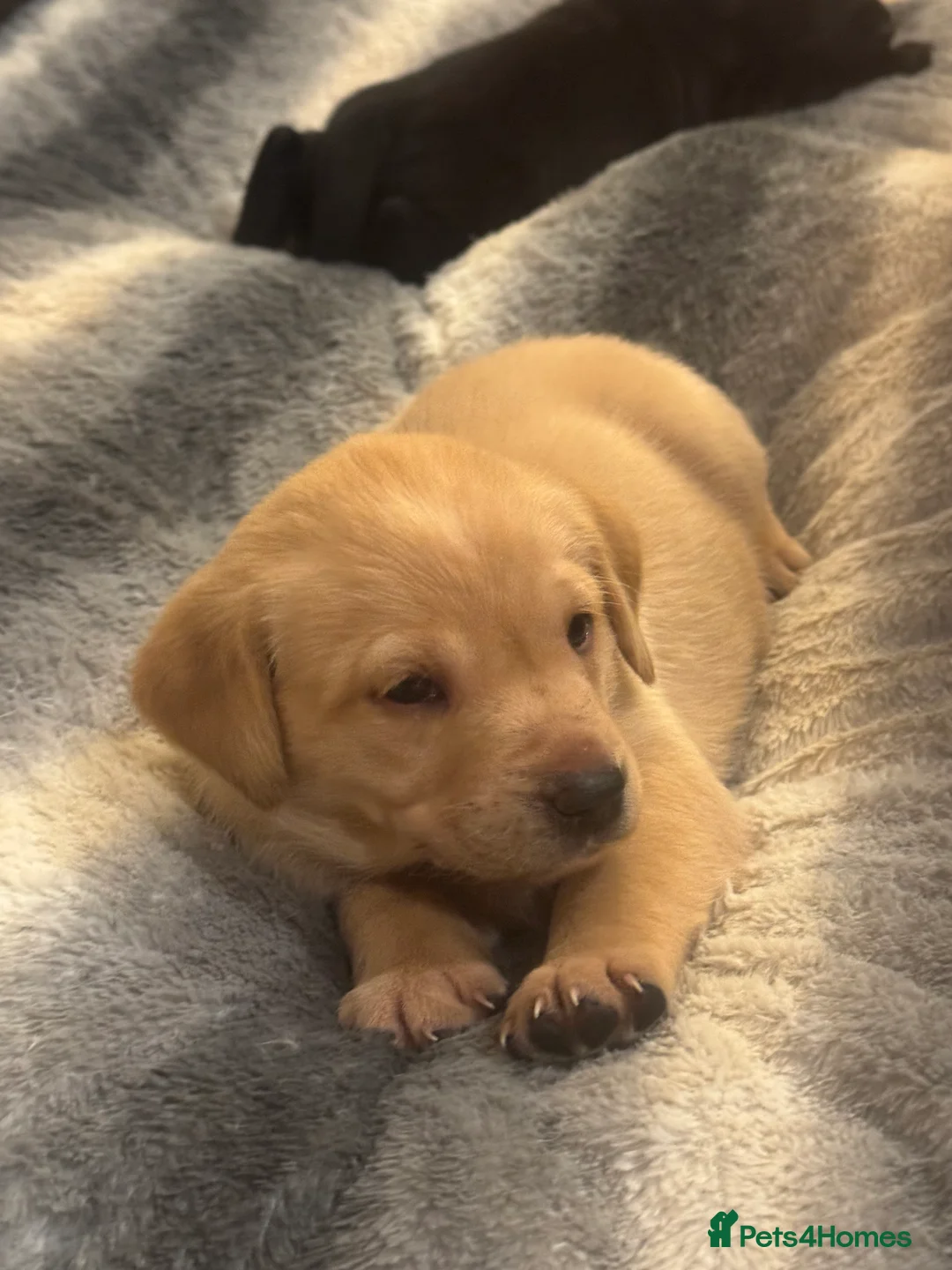 Labrador Retriever dogs for sale: Beautiful fox red male pups - Advert 1