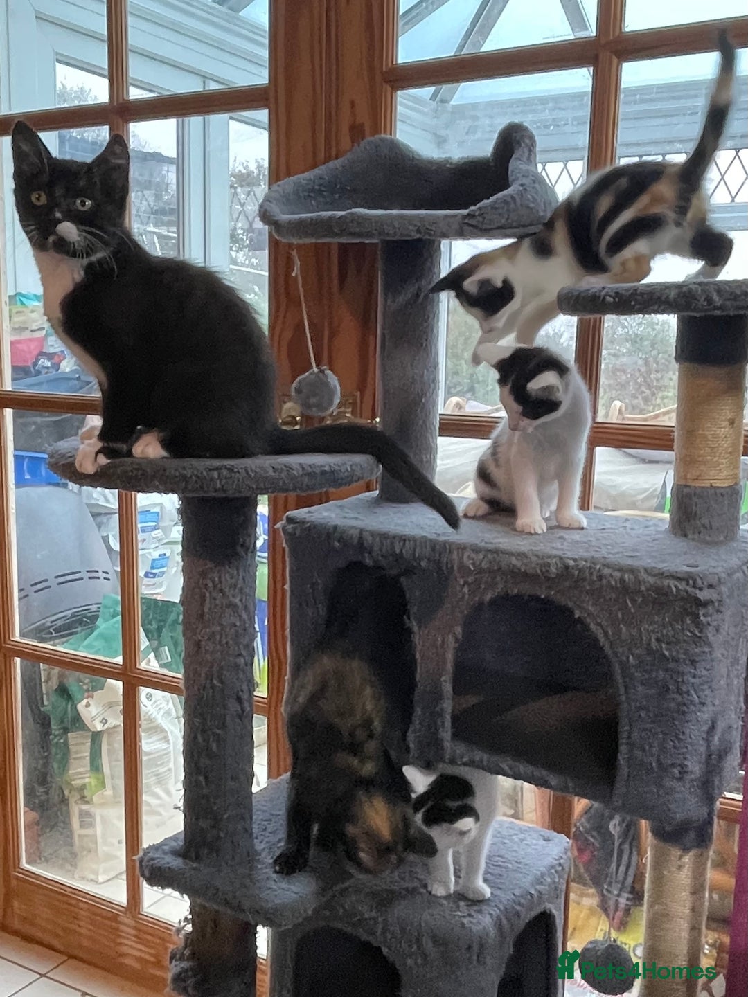 Mixed Breed cats for sale: Kitten for sale  - Advert 3