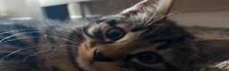 Mixed Breed cats for sale: Beautiful male tabby kitten  - Advert 3