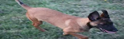Belgian Shepherd Dog dogs for sale: Pups from world champion CHANCE - Advert 5