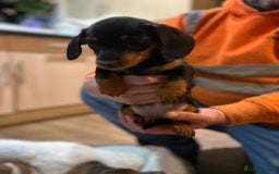 Miniature Dachshund dogs for sale: Stunning rainbow litter mini dachshunds - Advert 19