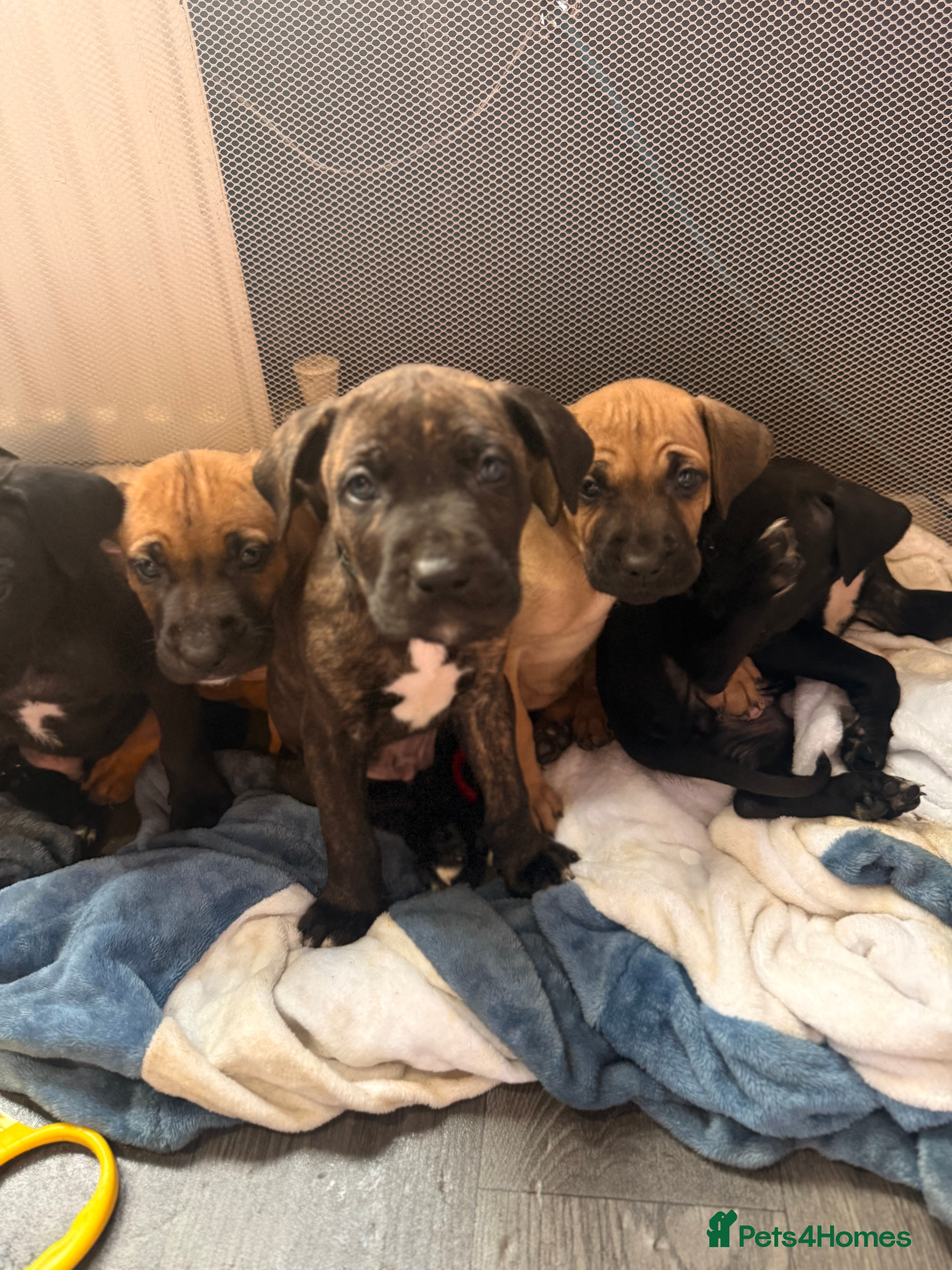 Mixed Breed dogs Cane Corso X Puppies - Advert 7