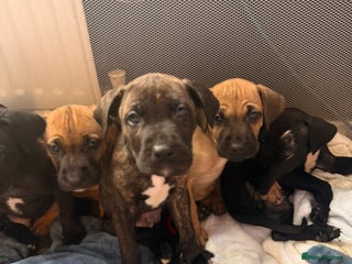 Mixed Breed dogs Came Corso X Puppies - Advert 12