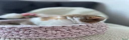 British Shorthair cats for sale: Champion Bloodline British Shorthair kittens  - Advert 12