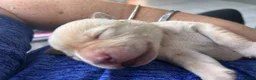 Labrador Retriever dogs for sale: Beautiful Labrador Puppies in Leeds - Advert 8