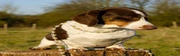 Miniature Dachshund dogs for sale: KC boy and girl  - Advert 3
