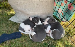Whippet dogs for sale: Beautiful Blue whippet puppies  - Image 24