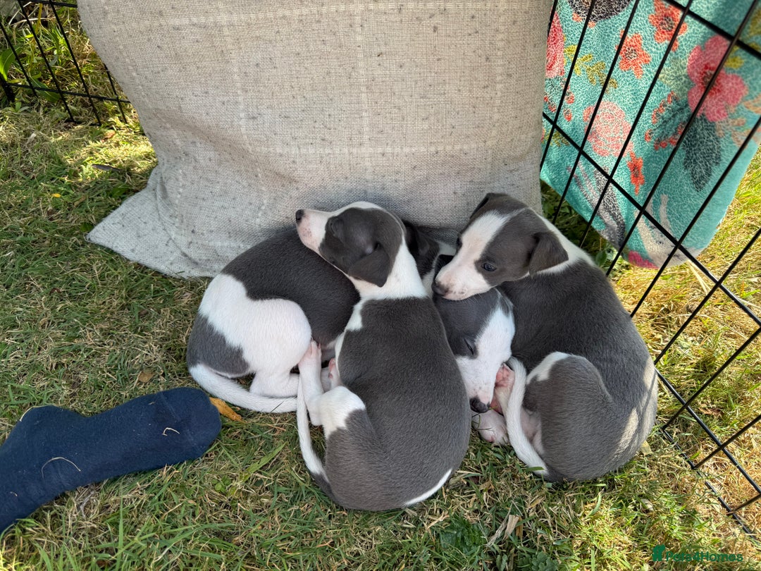 Whippet dogs for sale: Beautiful Blue whippet puppies  - Image 24