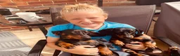 Dachshund dogs for sale: 2 loving boys looking for forever home together  in Sandwich - Advert 2