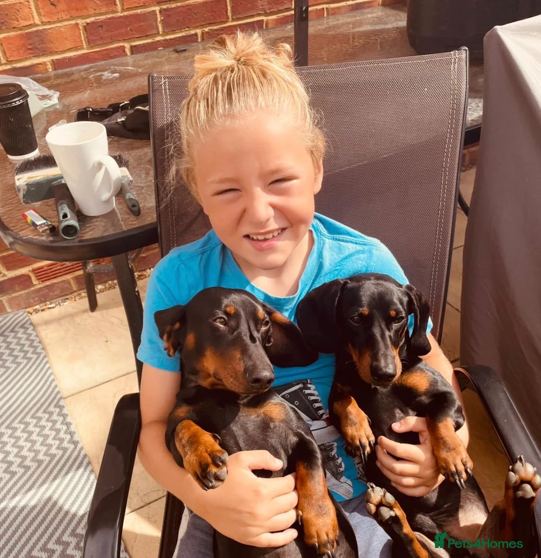 Dachshund dogs for sale: 2 loving boys looking for forever home together  in Sandwich - Advert 2