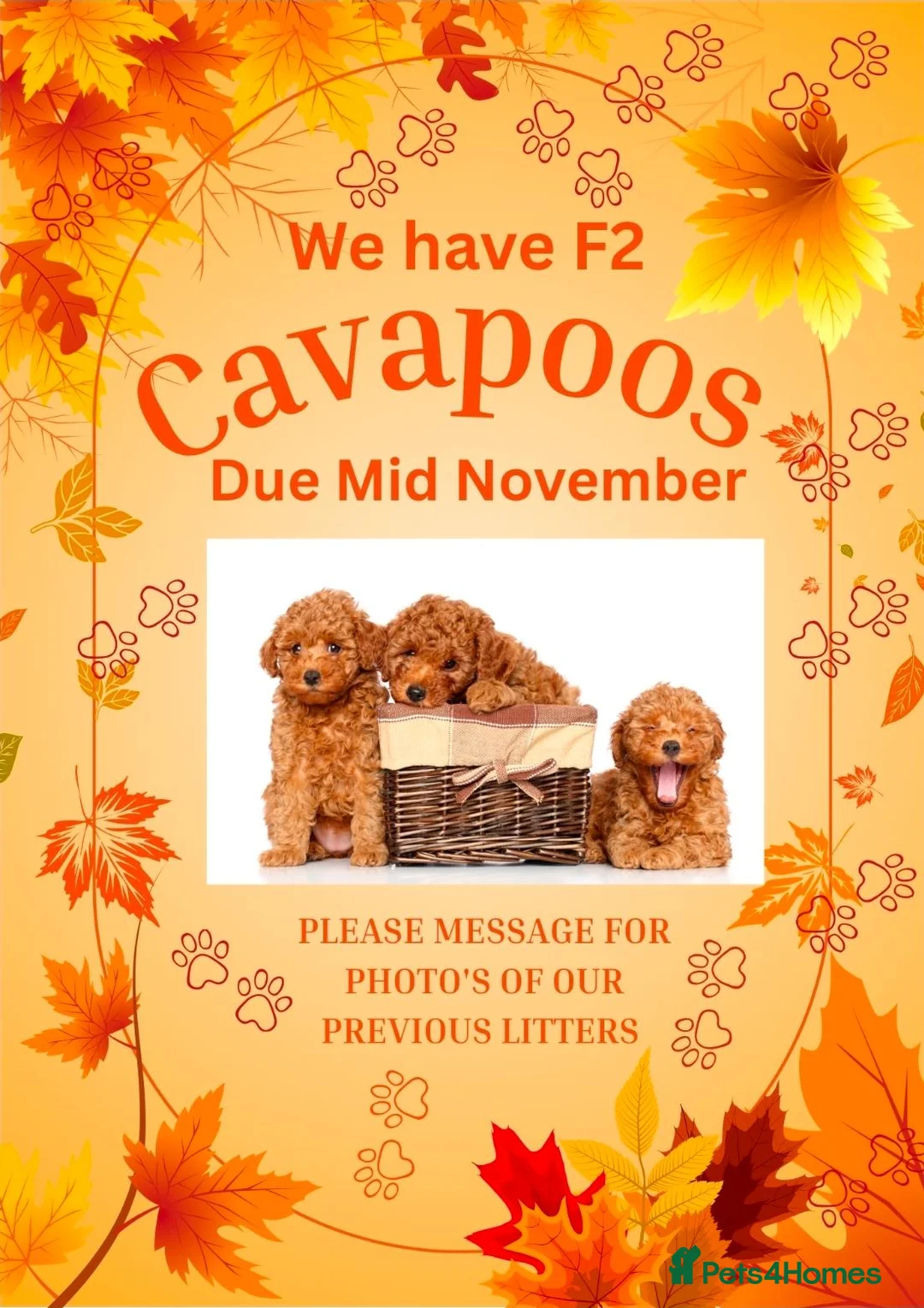 Cavapoo dogs for sale: Little Autumn puppies due Mid November  - Advert 1