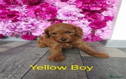 Cavapoo dogs for sale: CAVAPOO F1B RED HEALTY TESTED PARENTS - Image 21