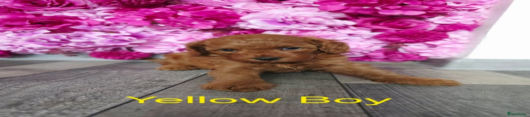Cavapoo Puppy 2