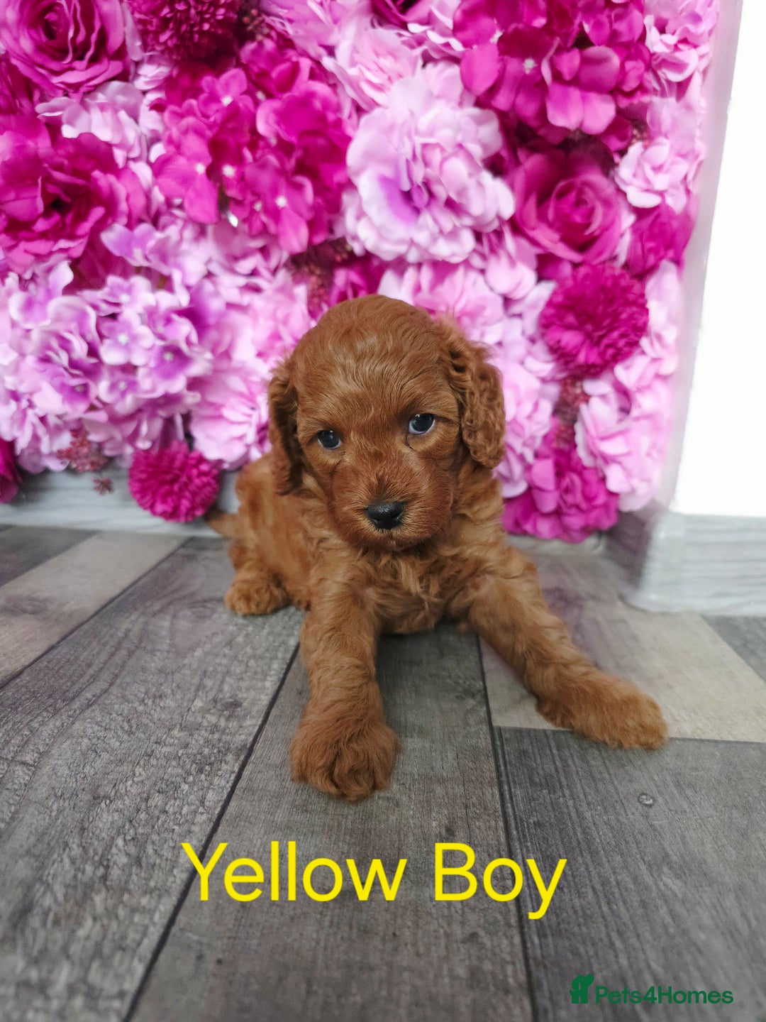 Cavapoo dogs for sale: CAVAPOO F1B RED HEALTY TESTED PARENTS - Image 21