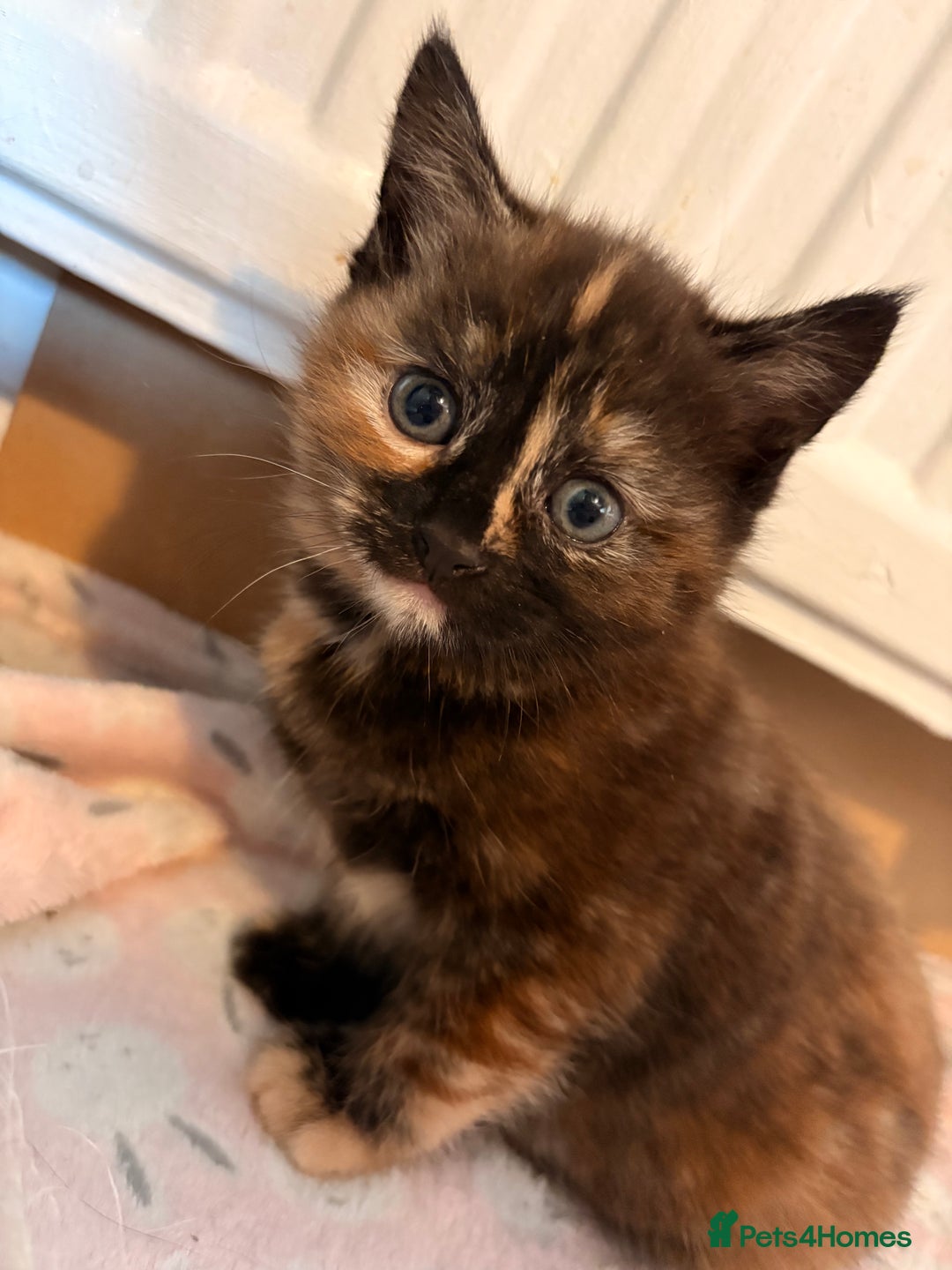 Maine Coon cats for sale: Part Maine Coon READY 8th December  - Advert 9