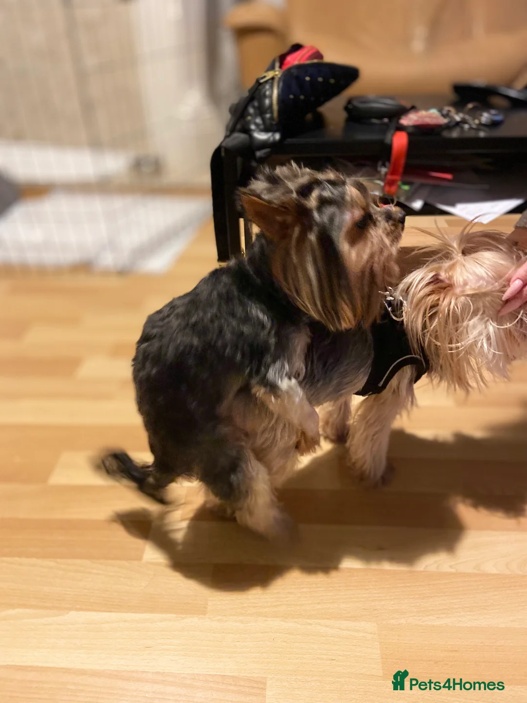 Yorkshire Terrier dogs for stud: Rocky in Hornchurch - Advert 12
