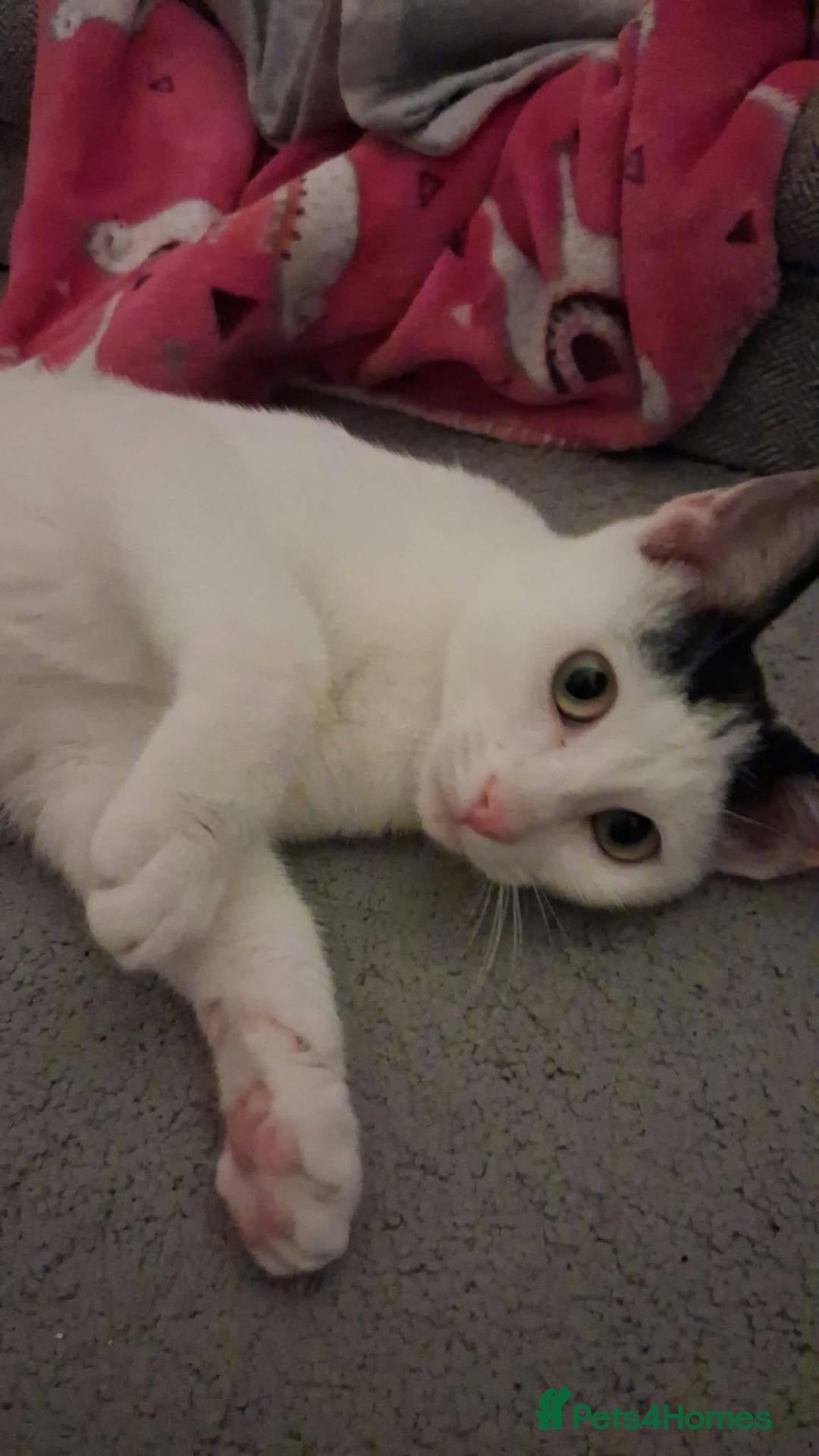 Mixed Breed cats Anna for adoption - Advert 3