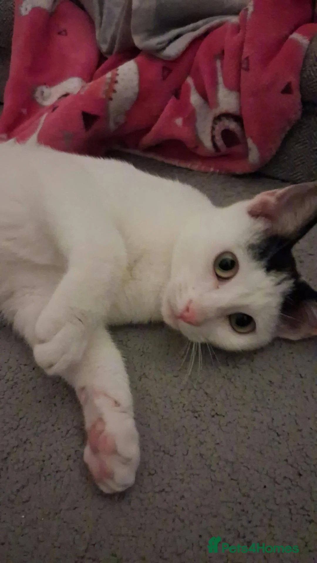 Mixed Breed cats for adoption: Anna for adoption in Waterlooville - Advert 1