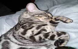 Bengal cats for sale: Silver rosetted Bengal🐆 - Image 5