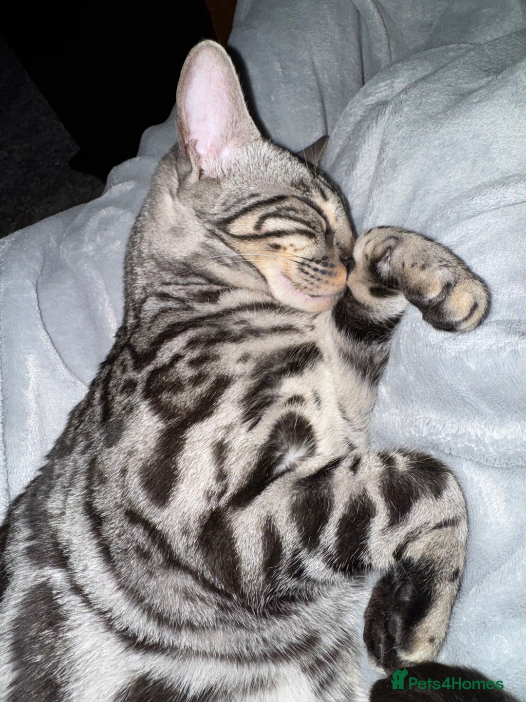Bengal cats for sale: Silver rosetted Bengal🐆 - Image 5