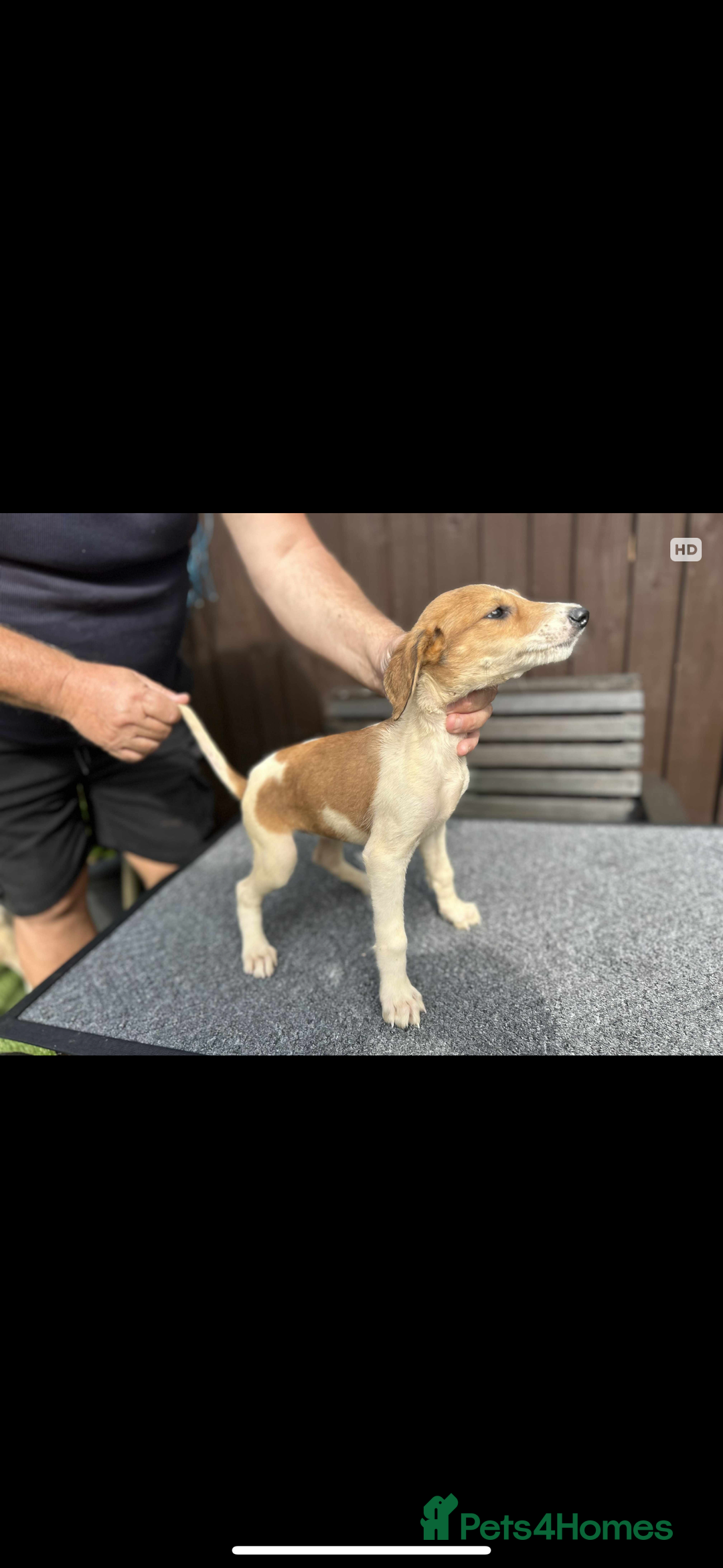 Lurcher dogs for sale: Beautiful Lurcher Puppies – Well Bred, Ready Now! - Image 10