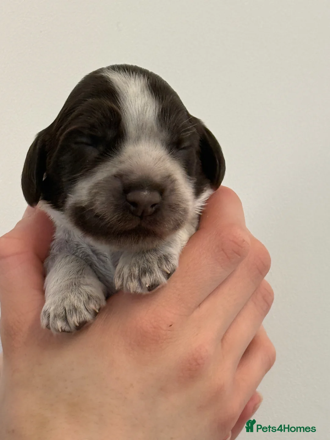 Cocker Spaniel dogs for sale: KC Show Cocker Spaniel Boys  - Advert 1