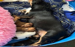 Mixed Breed dogs for sale: Jack Russel x Lucas Terrier Puppies - Image 32