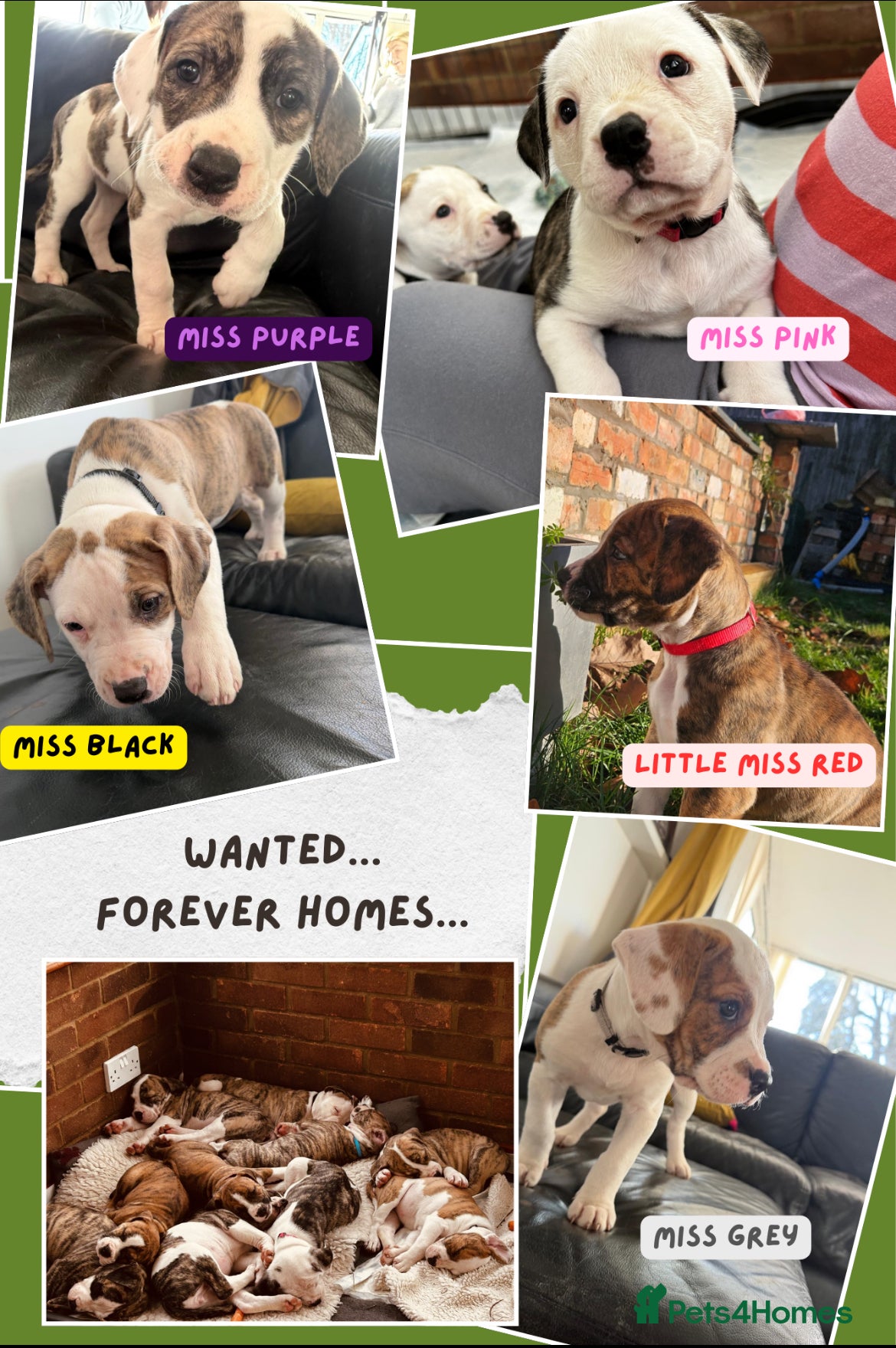 Mixed Breed dogs American Bulldog Puppies – Child & Cat Friendly - Advert 8