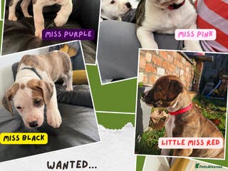 Mixed Breed dogs American Bulldog Puppies – Child & Cat Friendly - Advert 4