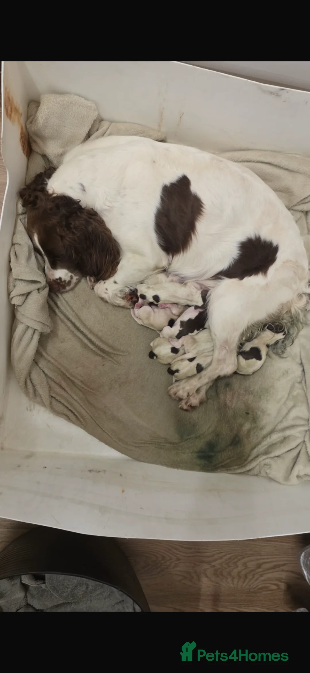 English Springer Spaniel dogs for sale: 🐾 KC Registered Springer Spaniel Puppies 🐾 in Sheffield - Advert 1