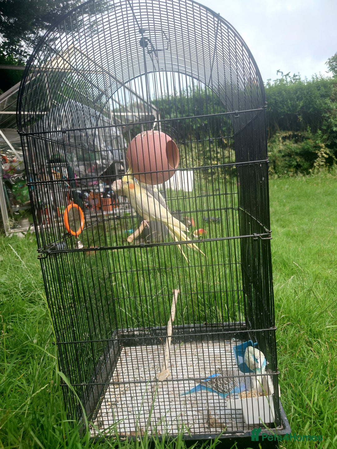 Cockatiels birds for sale: 2 Cockatiels & 2 Budgies with Cage in Preston - Image 14