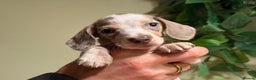 Miniature Dachshund dogs for sale: Pure Piebald Miniatures - Advert 4