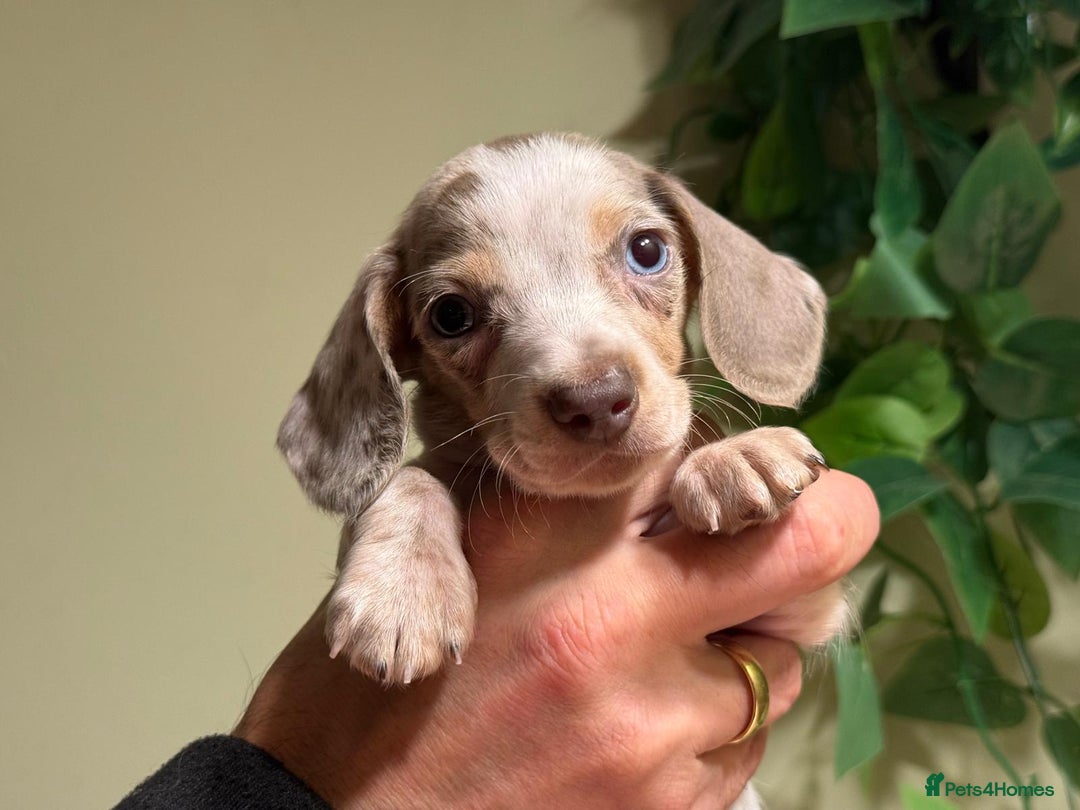 Miniature Dachshund dogs for sale: Pure Piebald Miniatures - Advert 4