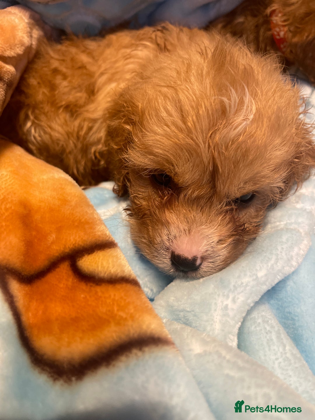 Cavapoo dogs for sale: Adorable toy Cavapoo pups apricot or fox red  - Image 30