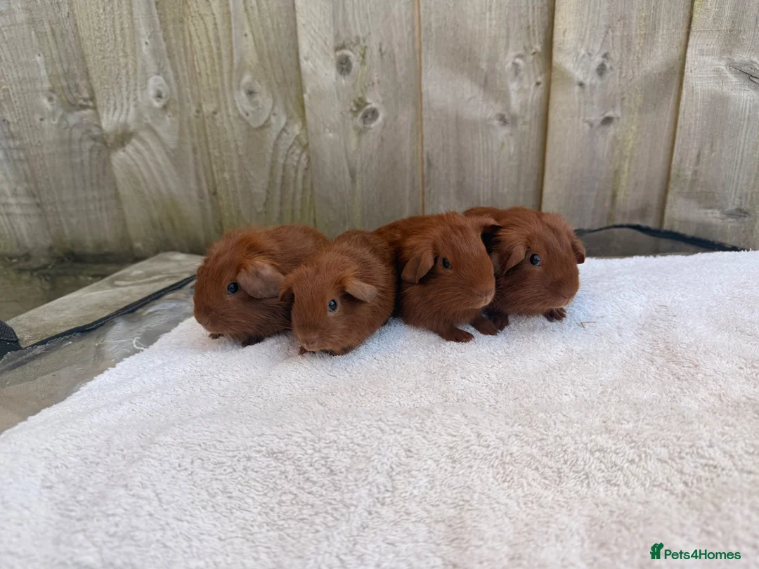 Guinea Pig rodents for sale: Gorgeous DEG boars  in Plymouth - Advert 1