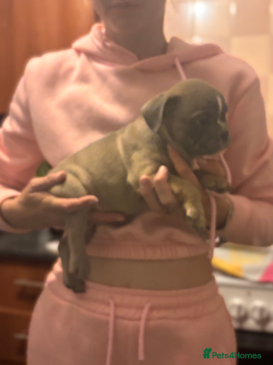 Mixed Breed dogs for sale: French bulldog x British bulldog  - Image 12
