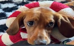 Cockerdor dogs for sale: Cockerdor puppies   - Advert 15