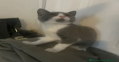 Mixed Breed cats - Advert 15