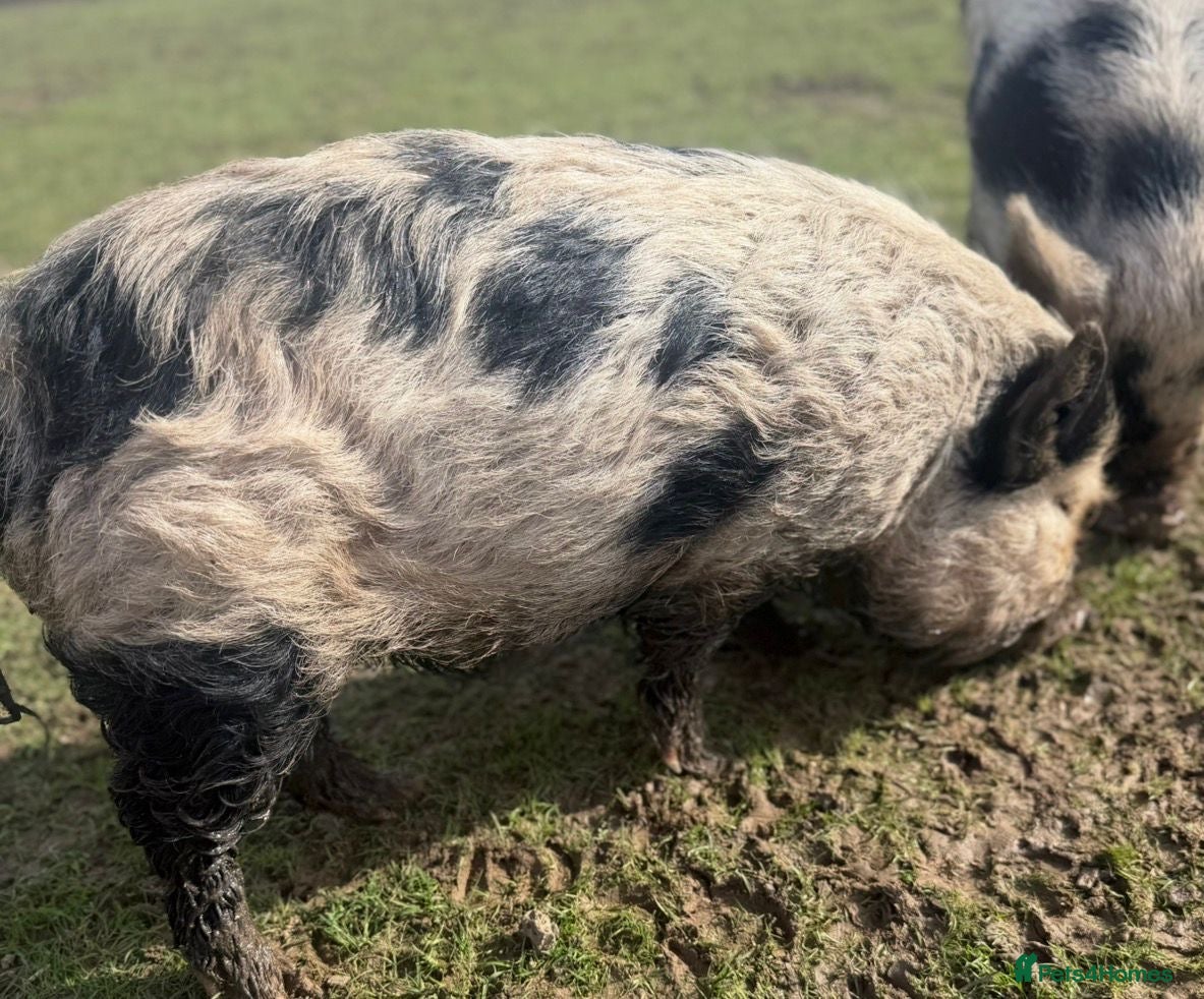 Pig livestock 💙🥝🐷Beautiful Kiwi🐷🥝💙 - Advert 1