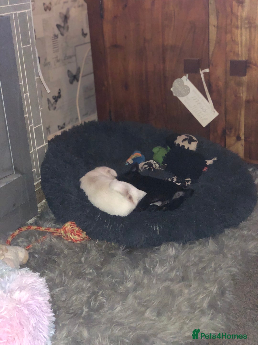 Pug dogs for sale: RESERVED  - Advert 7