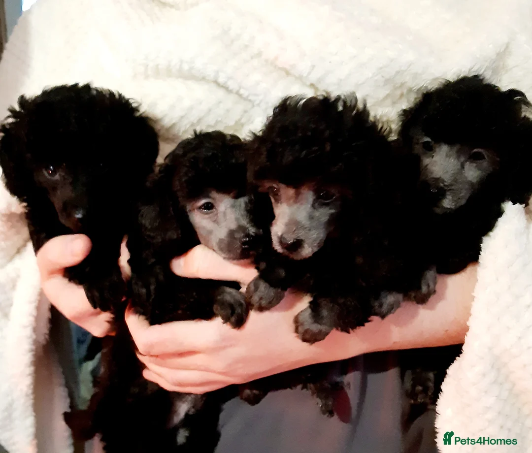 Toy Poodle dogs for stud: *2 STUDS AVAILABLE*FULL PEDIGREE SILVER & PHANTOM - Advert 2
