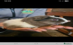 Guinea Pig rodents for sale: Mix of guinea pigs for sale  in Blackpool - Image 9