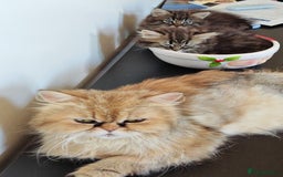 Mixed Breed cats for sale: Persian Cross British Short Hair, Two Boys - Image 4