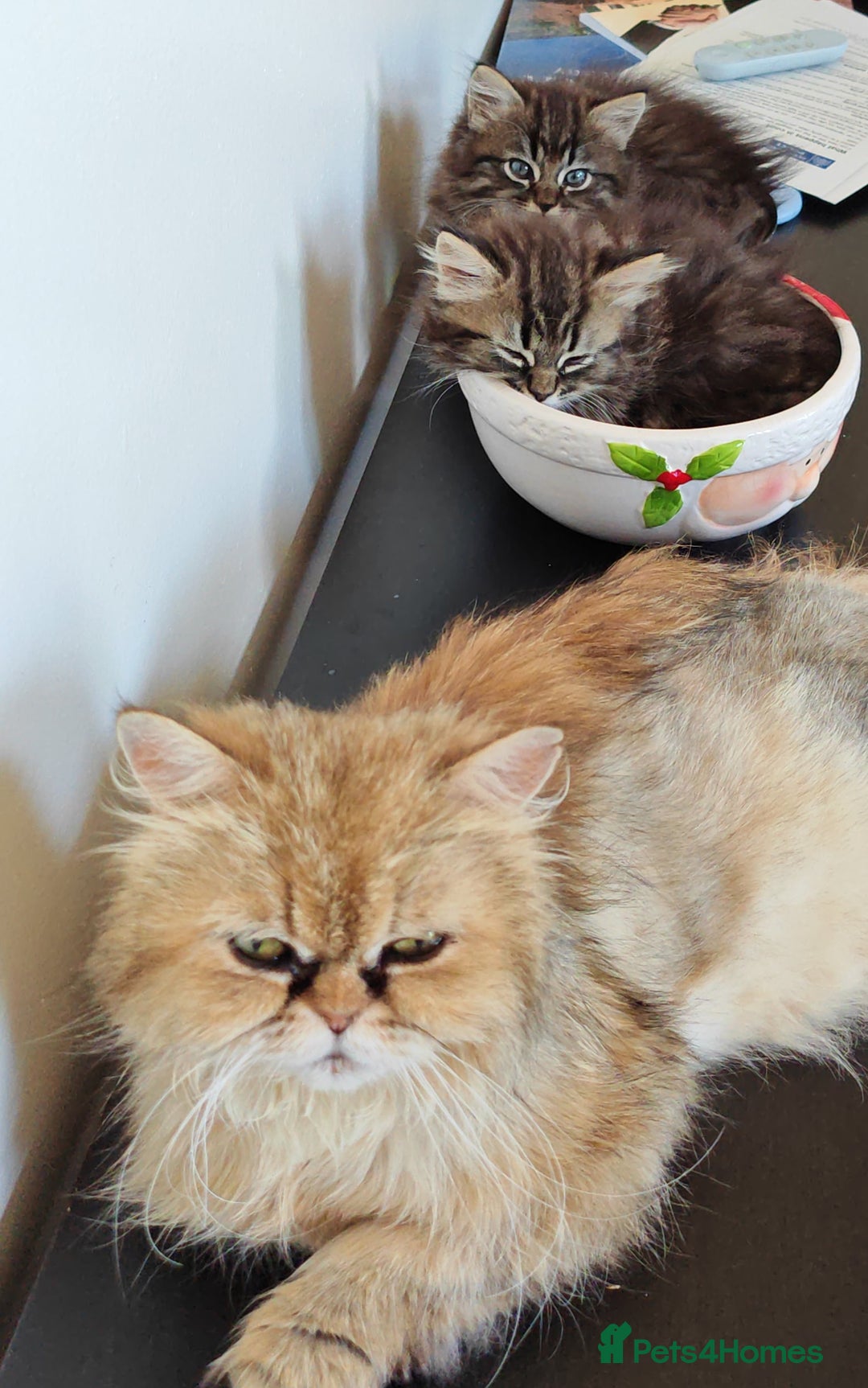 Mixed Breed cats for sale: Persian Cross British Short Hair, Two Boys - Image 4