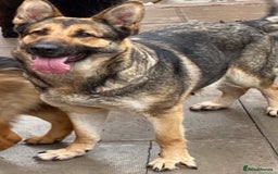 German Shepherd dogs for sale: Stunning German shepherd puppies  - Image 17