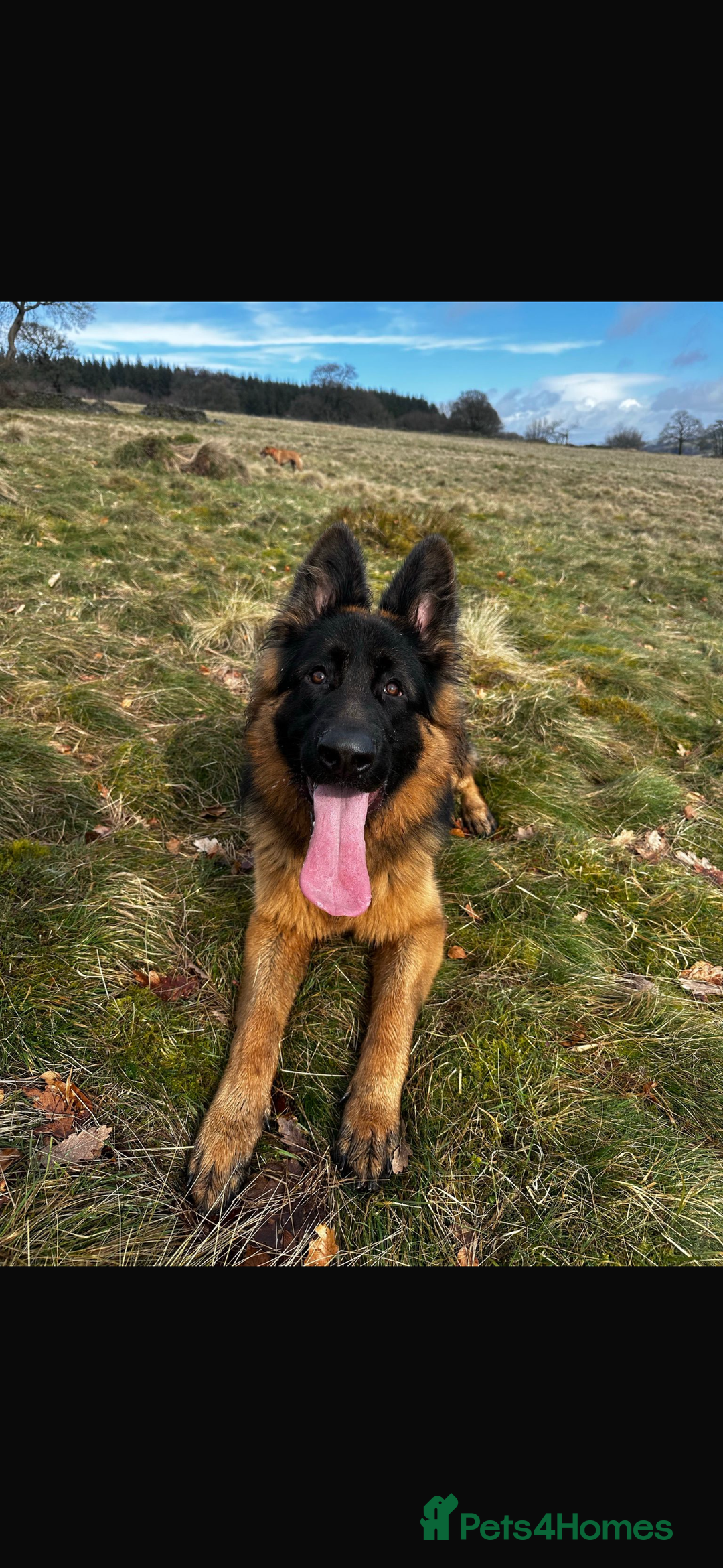 German Shepherd dogs for sale: German Shepherd for sale: Rocco - Advert 8