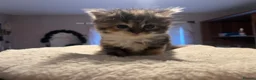 Mixed Breed cats for sale: Beautiful longhair kittens for sale  - Advert 10