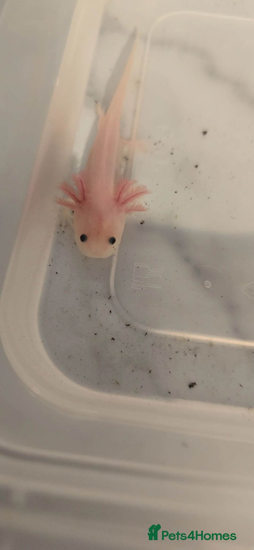 Axolotl reptiles for sale: READY NOW Leucistic Axolotl Babies - Advert 2