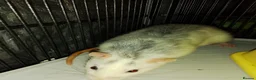 Rat rodents for sale: Full rat set up  - Advert 3