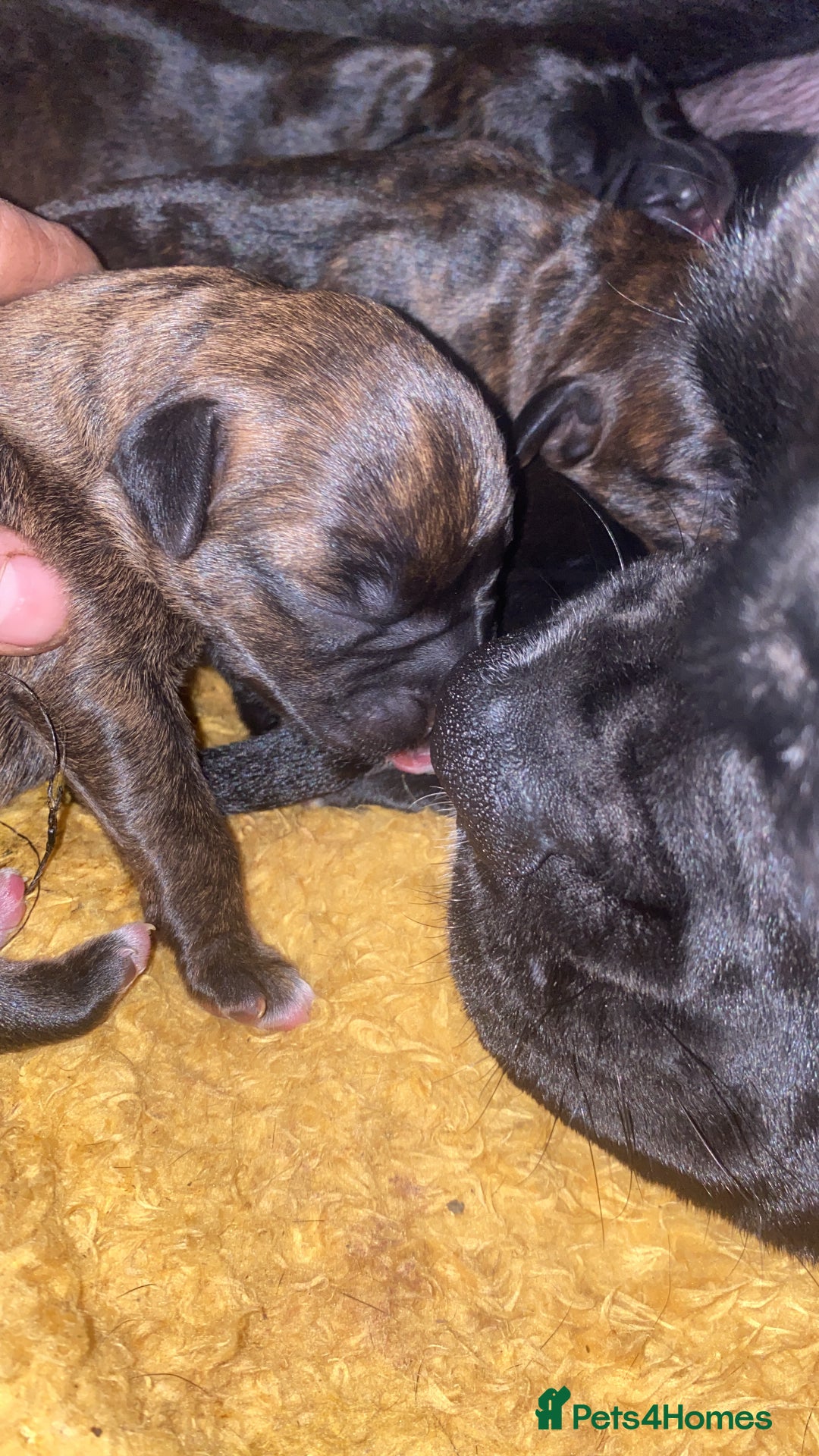 Mixed Breed dogs for sale: 🤩 mum kc boxer dad mini boxer 5 pups rare 🤩 - Advert 6